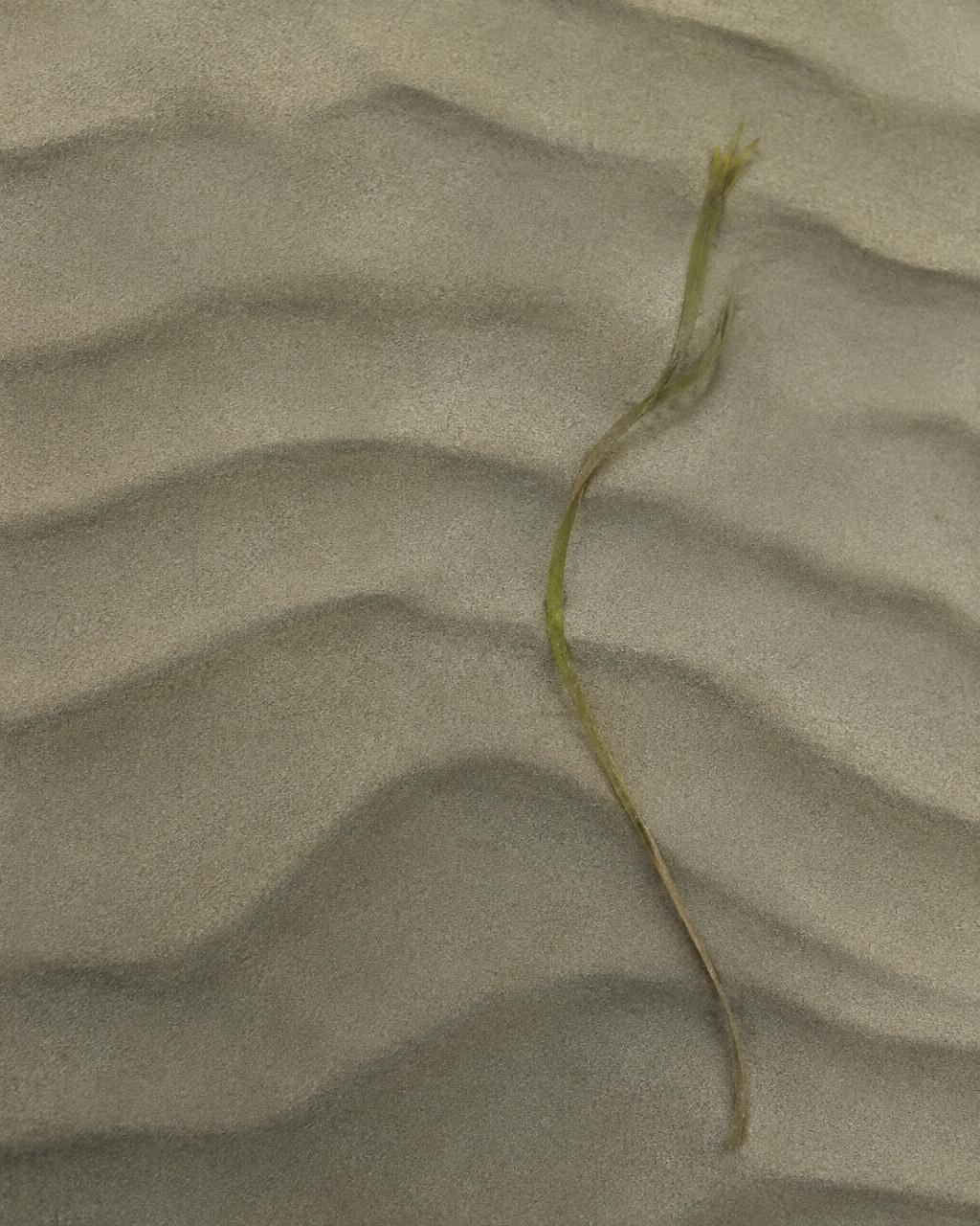 Seagrass